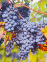 Venus Blue Grape 2 Gallon Vine Plant Grapes Vineyards Home Garden Free Recipe! - £34.30 GBP