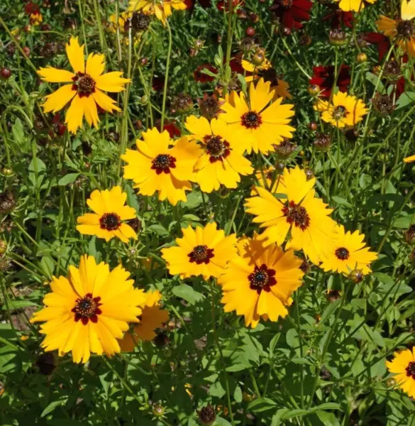 Primary image for Golden Wave Tickseed Seeds 200+ Coreopsis Basalis Annual Flower Fresh Seeds