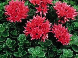 50 Sedum Summer Glory Flower Seeds Cherry Red Drought Tolerant PerennialFrom US  - $8.35