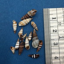 Batillaria Minima Septemstriatum Lot Under 15mm Cabbage Key Tampa Bay Florida - £3.88 GBP