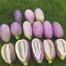 20 Seeds Holboellia Latifolia Wall. Fruit Seeds Chines Heirloom Wild Banana Frui - $7.79