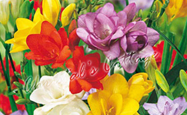 20 FREESIA MIXED SUMMER FLOWERING GARDENING BULBS - $7.83