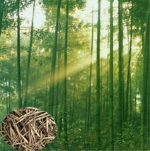 100 Giant Moso Bamboo Seeds Phyllostachys Pubescens Garden USA - £19.42 GBP