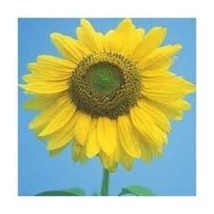 Sunflower Mammoth Gray Stripe Nice Flower By Seed Kingdom 200 Seeds Fres... - $17.28