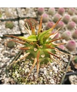 Euphorbia Vigueri Capuroniana Cactus Cacti Succulent Live Plant in 4" Pot - $1,022.46 MXN