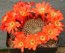 Rebutia wessneriana exotic flower color flowering rare cactus aloe seed 50 SEEDS - £7.22 GBP