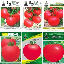 PWO Fresh (For Greenhouse) High Yield Tomato Big Pink Red Hybrid Seeds, ... - £14.41 GBP