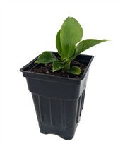 2.5&quot; Pot Little Phil Philodendron Houseplant/Terrarium/Fairy Garden - £36.07 GBP