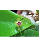 PLATYSTELE ARGENTOSA MINIATURE ORCHID MOUNTED - $33.00
