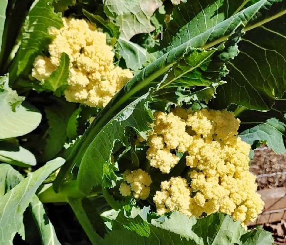 Nine Star Cauliflower Broccoli Seeds For Ing - $9.99