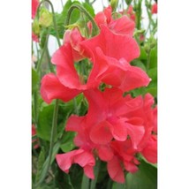 50+ Rosie Sweet Pea Seeds | Fragrant Heirloom Climbing Flowers - $16.50
