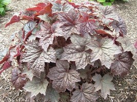 30Seeds Purple Palace  Heuchera Ground Cover Seeds / Deer Resistant Perennial  S - £11.18 GBP