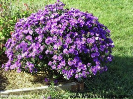 10 Wholesale Perennial Aster &#39;Purple Dome&#39; Plants Flowers Herbs Vintage ... - £54.14 GBP