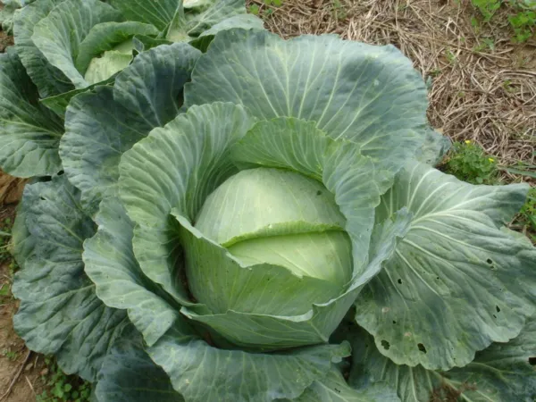 Top Seller 500 Flat Dutch Late Cabbage Brassica Oleracea Capitata Vegeta... - £11.48 GBP