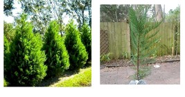 Live Plant - Leyland Cypress Tree - 24&quot; Tall, Gallon Pot - Cupressus × l... - $82.99