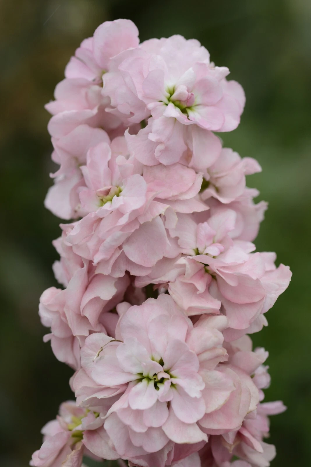 Column Stock Appleblossom Seeds - 25 Seeds Per Packet, Non-GMO - $8.69