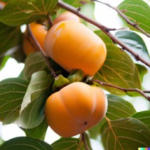 5 Japanese Persimmon Seeds Diospyros Kaki Edible Fruit Tree Fresh Seeds - £9.72 GBP