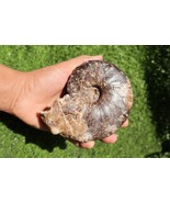 Mammites nodosoides Ammonite Moroccan fossils fossils Ammonites  A23 - $88.76 CAD