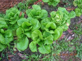 2000 Seeds Bibb Lettuce (Limestone Lettuce) Lactuca Sativa Vegetable  - £7.56 GBP