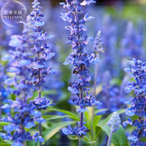 Imported Hyssop Plant Hyssop 20 Creates A Strong Aromatic Honey Fresh Seeds for  - £9.25 GBP