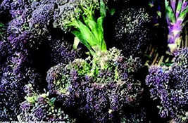 Bulk Early Purple Sprouting - $8.76