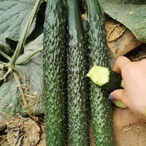 Fuyang Spiny Cucumber Seeds Crisp Tender Flesh Disease Resistant Greenhouse - $14.91 CAD