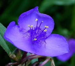 TH 30+ Bleu Foncé Tradescantia Tradescantie Semences Florales/Pérenne - £11.73 GBP