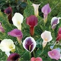 100 pcs Colorful Zantedeschia Aethiopica Seeds FRESH SEEDS - £6.94 GBP