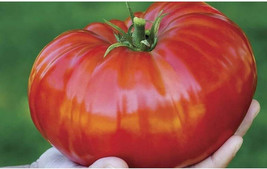 HSeeds 50 Seeds Madame Marmande Tomato Tomatoe Vegetable Garden Edible C... - £3.99 GBP