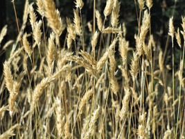 150 seeds Sweet Vernal Grass Sweet Grass Vanilla Grass Anthoxanthum Odoratum - £6.76 GBP