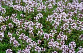 500 WINTER THYME Herb Seeds - $9.00