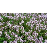 500 WINTER THYME Herb Seeds - $12.67 CAD