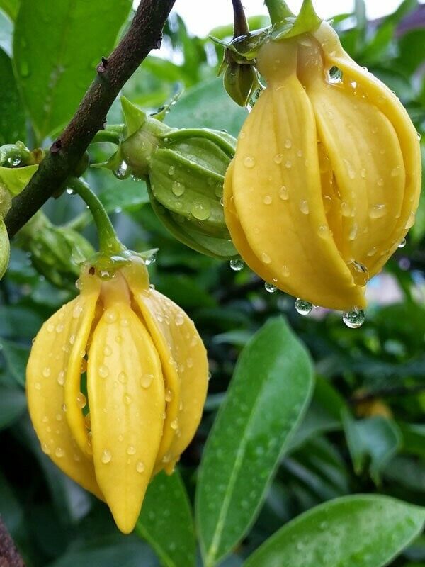 Artabotrys Hexapetalus Climbing Ylang Ylang Vine Tail Grape 5 Seeds Fres... - $21.95