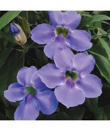 LD 15 Seeds Skyflower House Flowers Fast Growing - $260.91 MXN