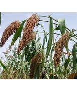 HeirloomSupplySuccess 150 Heirloom Egyptian Sorghum Wheat Seeds - £3.92 GBP