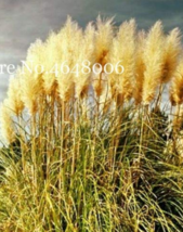 USA SELLER 300 Pcs Colorful Pampas Grass Cortaderia Very Garden Flower Plants Co - £10.03 GBP