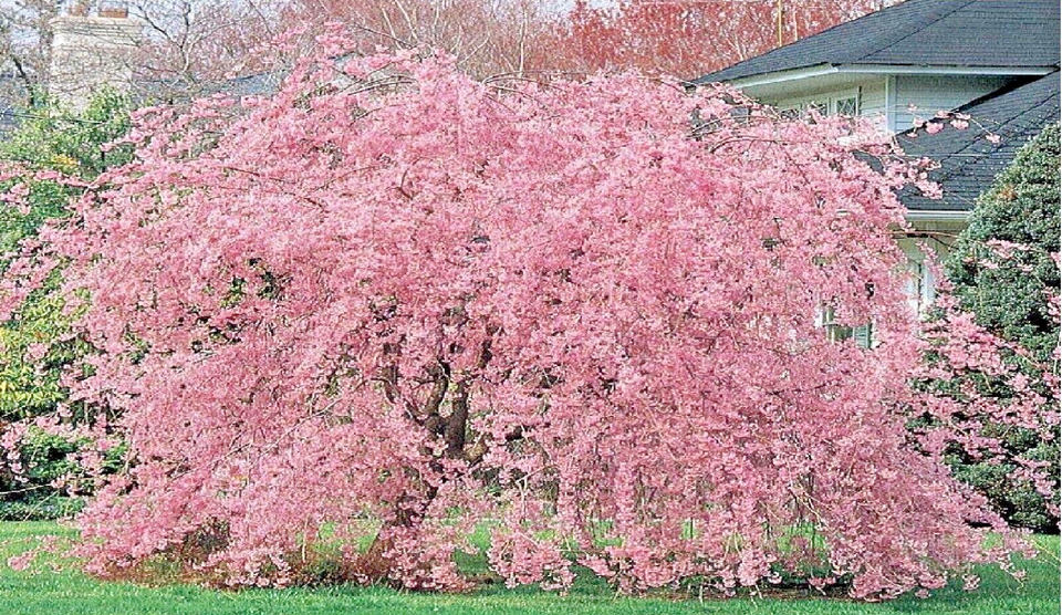 10+ Fresh Pink weeping cherry tree cuttings:  Free shipping!! - $24.99
