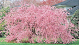 10+ Fresh Pink weeping cherry tree cuttings:  Free shipping!! - £19.53 GBP