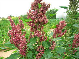 USA Organic Cocoa Cherry Quinoa Grain Chenopodium Quinoa Red &amp; Brown 100 Seeds - £8.78 GBP