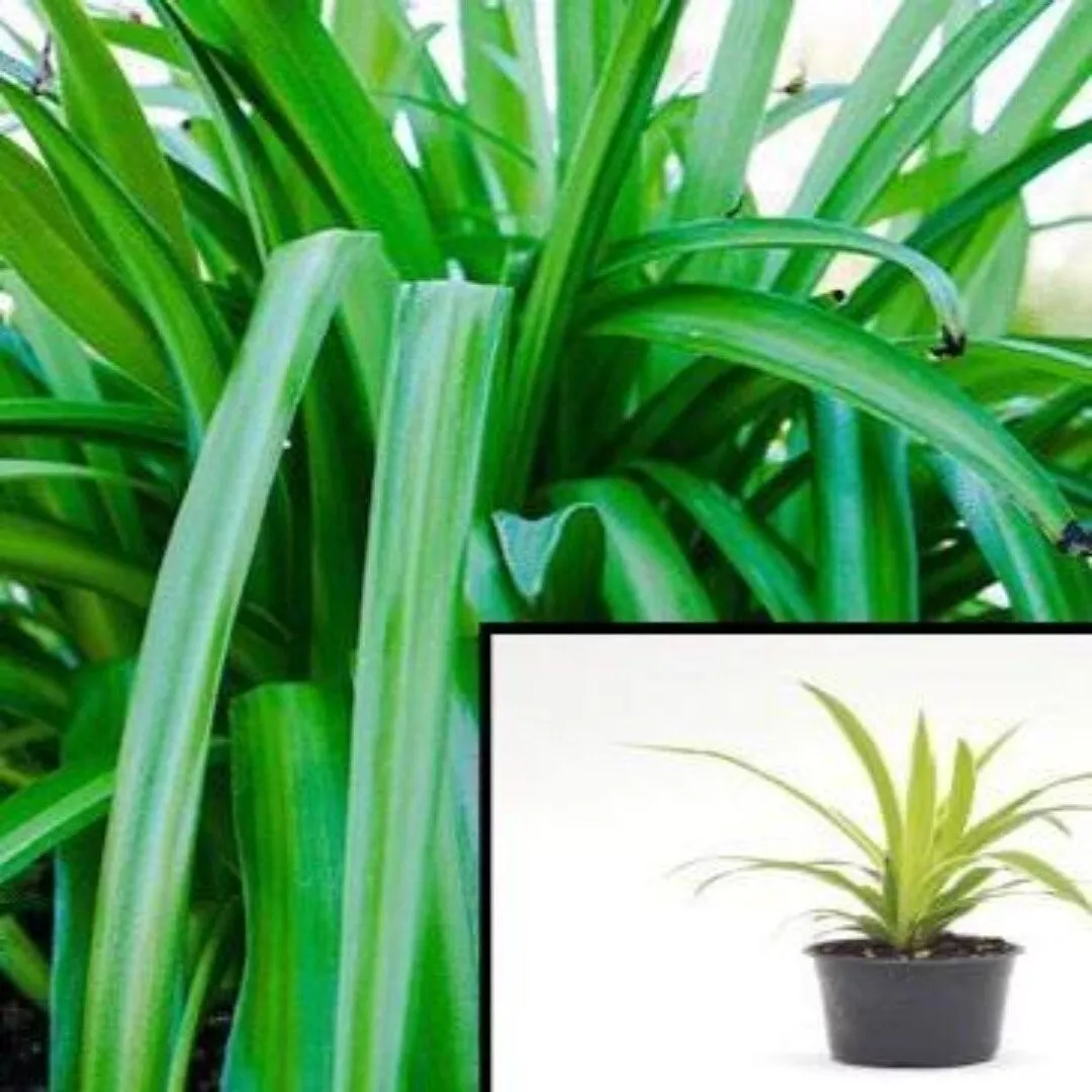 5 Cuttings Spider Green grass edge hedge Chlorophytum Capense Live Plant - $26.97