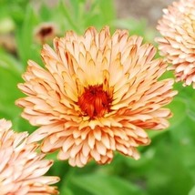 40+ Calendula Pacific Beauty Apricot Flower Seeds Re-Seeding Long Lasting Annual - £7.81 GBP