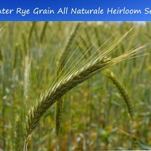 USA Seller Fresh Grain Seeds Winter Rye 100 Seeds Grow Your Own Grain And Flour  - $21.36