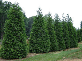 25 Green Giant Arborvitae  plants  2.5&quot; pot - $103.99