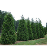 25 Green Giant Arborvitae  plants  2.5&quot; pot - $103.99