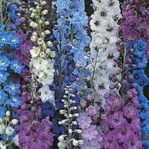 35 Connecticut Yankee Delphinium Flower Seeds Mix Long Lasting Annual Fr... - $12.88