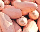 Pink Banana Squash Seeds Usa Garden Vegetable Pumpkin Candy Roaster Seed  - $5.93