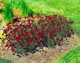 BStore 1900 Seeds Dwarf Red Plains Coreopsis Seeds Native Wildflower Drought Hea - £6.72 GBP
