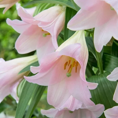 1 - Trumpet Lily MAGNIFIQUE Perennial Flower Bulb -Large Trumpet Shaped ... - $44.91 CAD