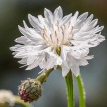 New Fresh Seeds White Cornflower Bachelors Button Garden Flower Plant Seed 1000  - $11.06