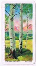Brooke Bond Red Rose Tea Card #16 Trembling Aspen Trees Of North America - £0.77 GBP